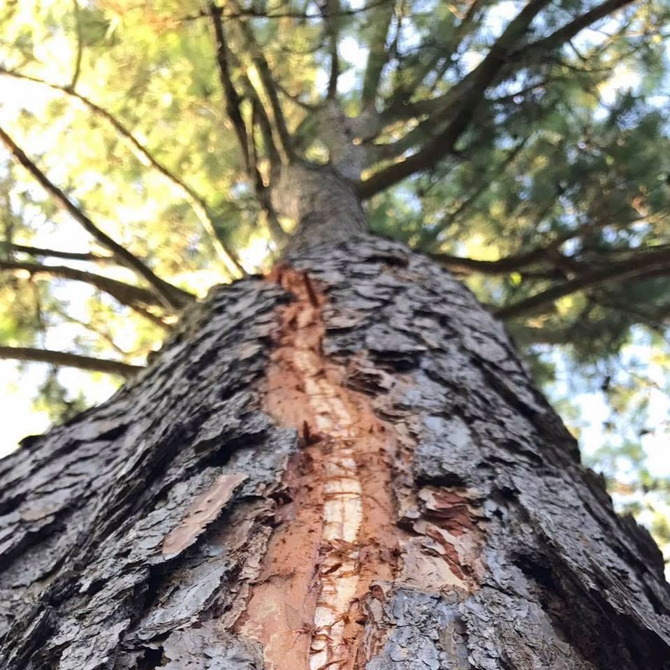 pine beetle tree