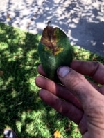 tree care from an arborist in Houston TX