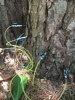 deep root fertilization for a tree in Houston TX