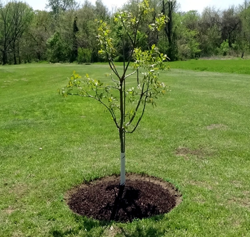planted tree in Houston
