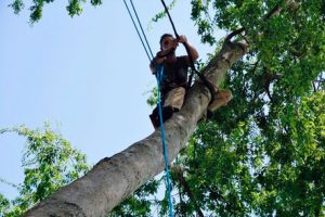 tree-cabling-1-e1516169284612 tree cabling in Houston TX