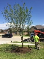 planting new trees in New Caney TX