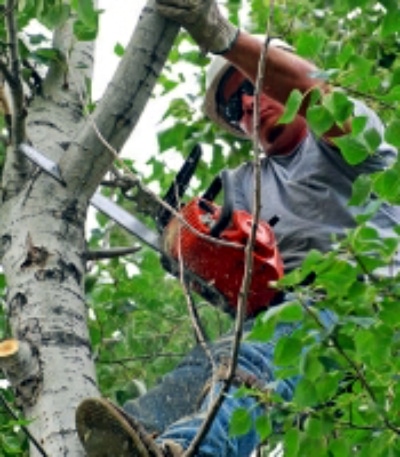 tree-pruning-houston-tx tree pruning