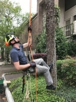 tree removal New Caney TX