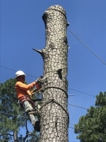 tree removal in Porter TX