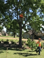 trimming a tree in New Caney TX
