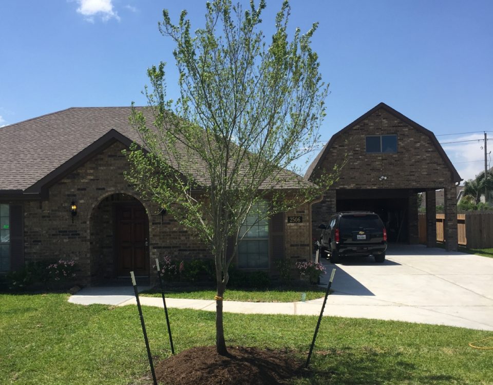planting a tree in houston tx