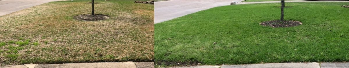 winter fertilizing before and after