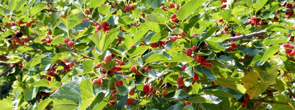 Houston TX Red Mulberry