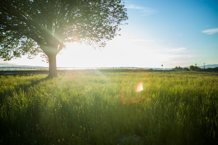 appraising a tree