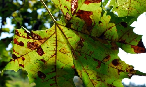 anthracnose leaf