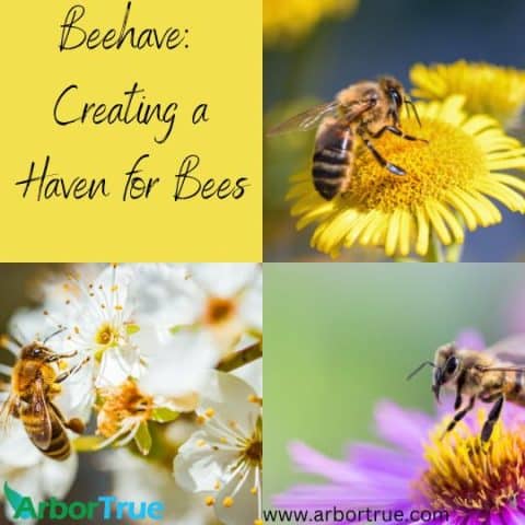 Beehave: Creating a Haven for Bees