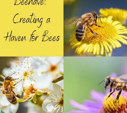 Beehave Creating a Haven for Bees Blog Image