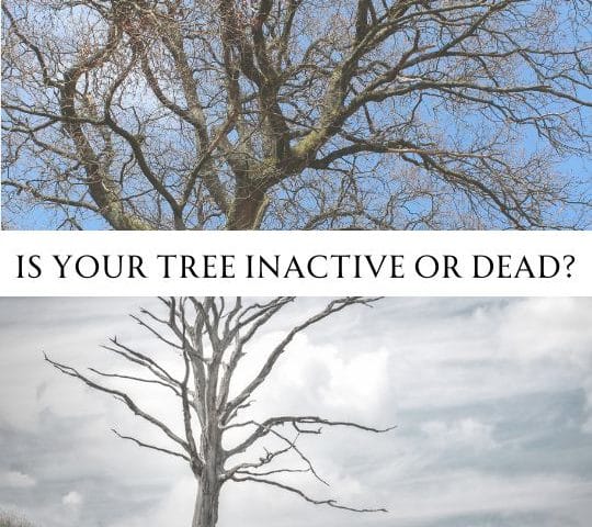 Is Your Tree Inactive or Dead - New - Blog
