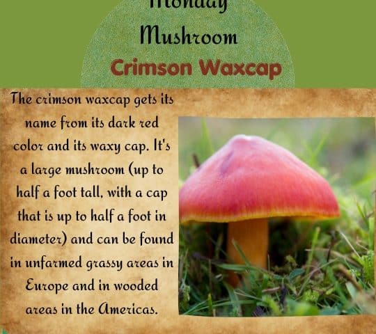 Monday Mushroom Crimson Waxcap