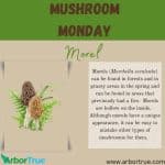 Mushroom Monday Morel Blog Image