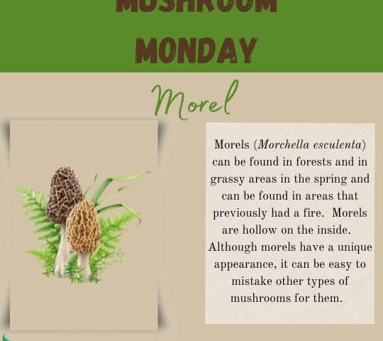 Mushroom Monday Morel Blog Image