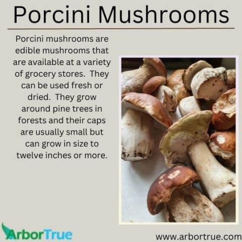 Mushroom Monday: Porcini Mushrooms