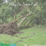 Why Do Trees Fall - Blog