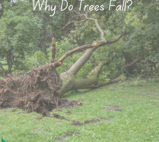 Why Do Trees Fall - Blog