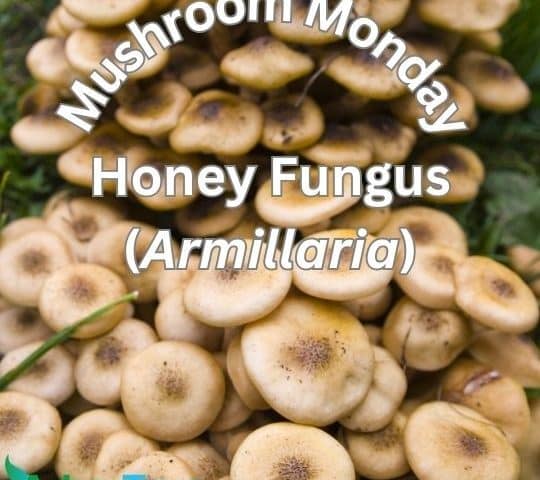 honey fungus mushroom