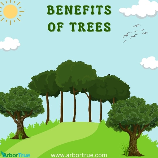 Benefits of Trees