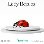 Lady Beetles