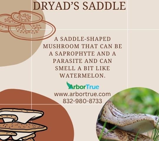 Mushroom Monday Dryad's Saddle