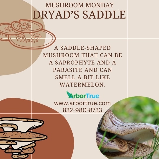 Mushroom Monday Dryad's Saddle