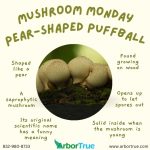 Mushroom Monday Pear-Shaped Puffball Blog image
