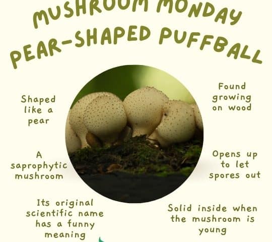 Mushroom Monday Pear-Shaped Puffball Blog image