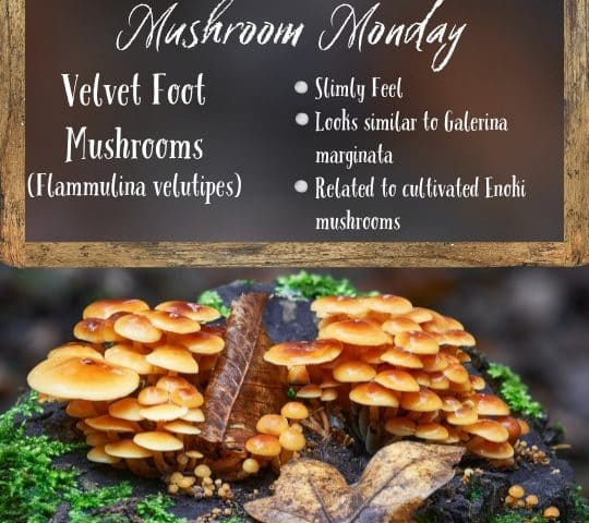 Mushroom Monday Velvet Foot Mushrooms
