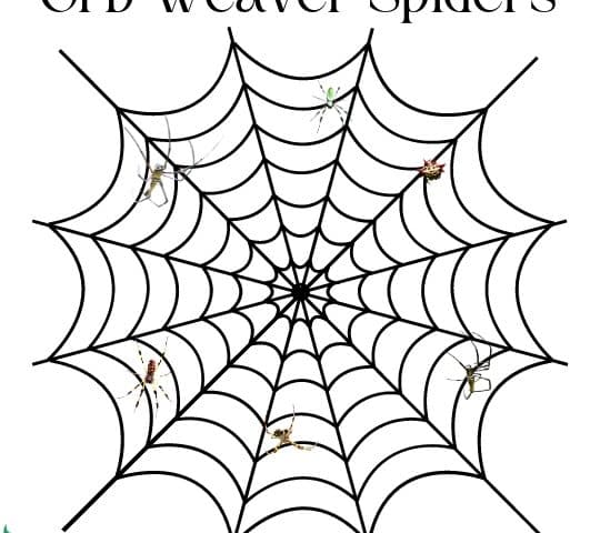 Orb Weaver Spiders Blog Post Image