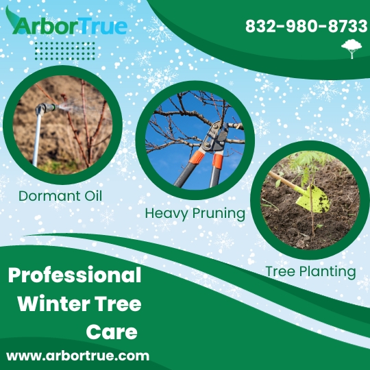Professional Winter Tree Care