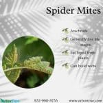 Spider Mites