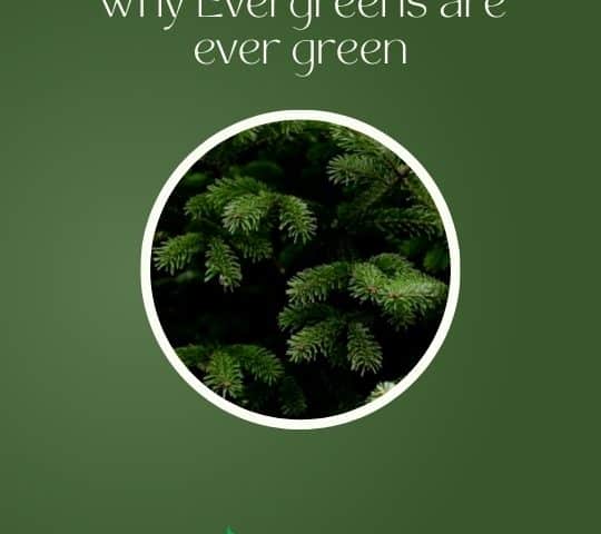 Why Evergreens are ever green