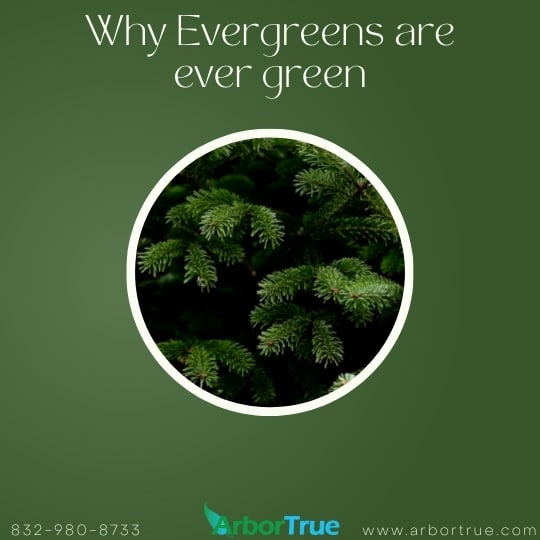 Why Evergreens are ever green