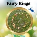 Fairy Rings