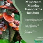 Mushroom Monday Ganoderma lucidum Mushrooms