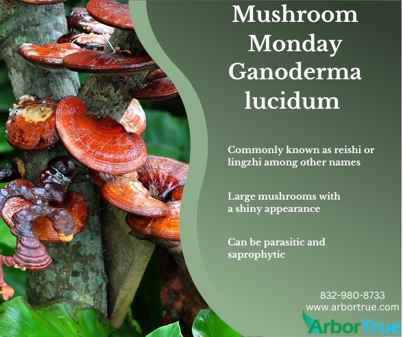 Mushroom Monday Ganoderma lucidum Mushrooms