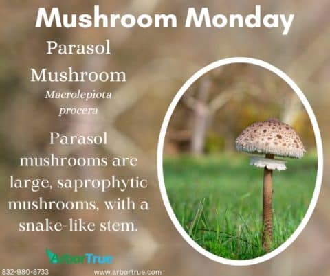 Mushroom Monday: Parasol Mushrooms