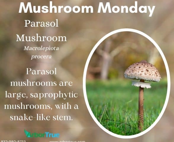 Mushroom Monday Parasol Mushroom