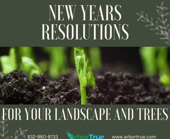 New Years Resolutions for Your Landscape and Trees