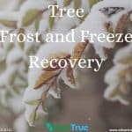 Tree Frost and Freeze Recovery