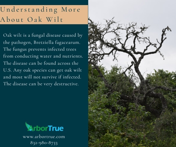Understanding Oak Wilt