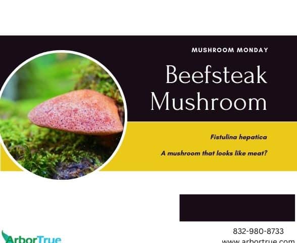 Mushroom Monday Beefsteak Mushroom