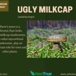 MM Ugly Milkcap