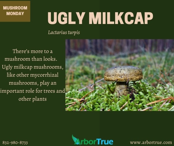 MM Ugly Milkcap