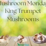 Mushroom Monday King Trumpet Mushrooms