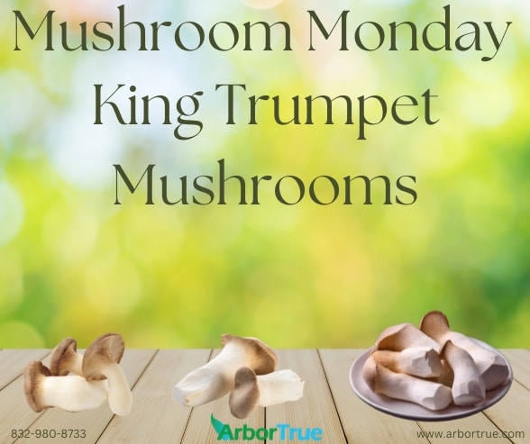 Mushroom Monday King Trumpet Mushrooms